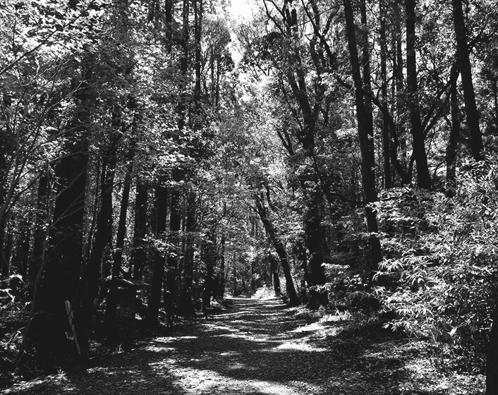 雑木林にある一本道