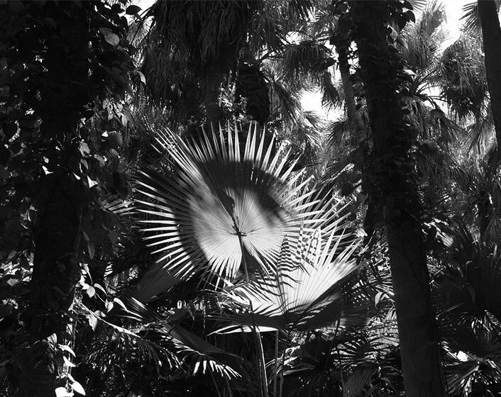 陽を受ける大きな枇榔樹の葉