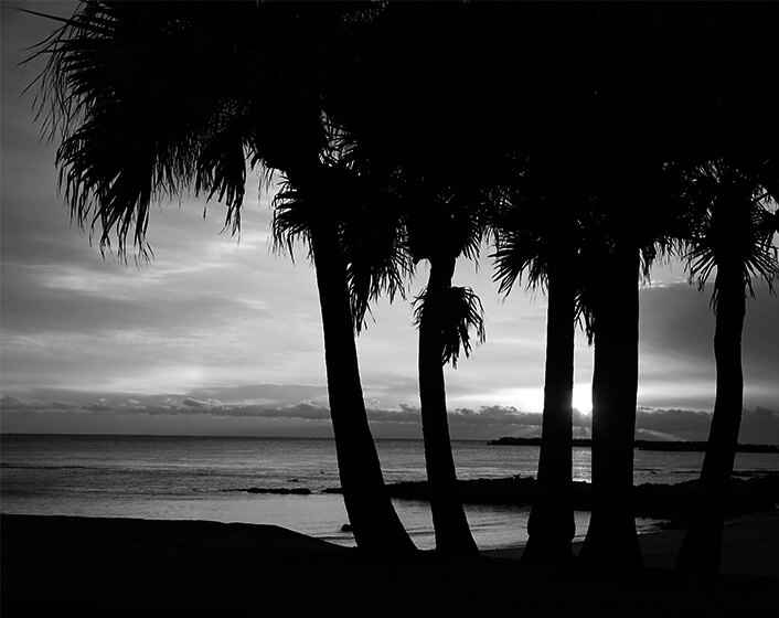 ヤシの木の間から見える朝焼け