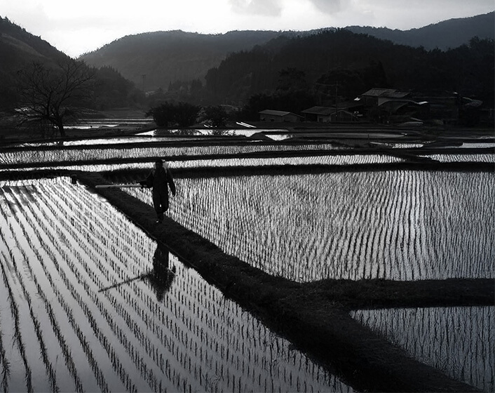 田植え後の早苗に薬を背負い動噴で散布している男性と広大な田んぼ