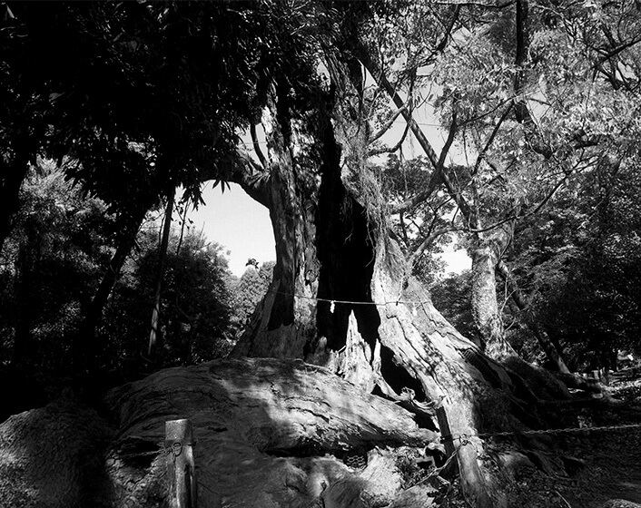 洞のある巨木